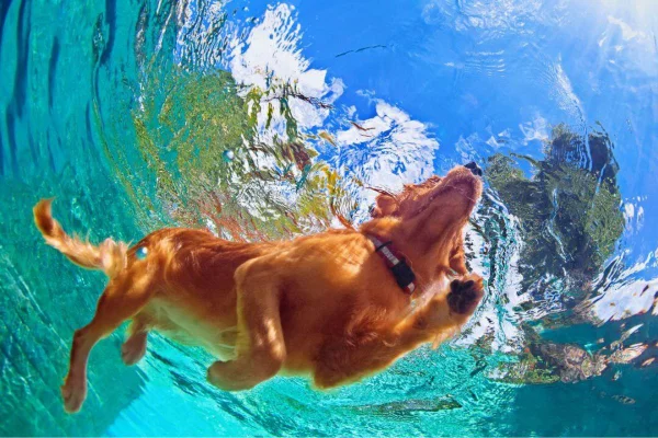 cachorro nadando