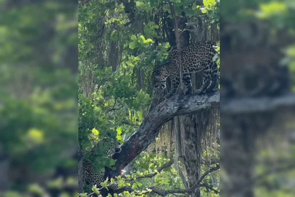 Onças-pintadas são flagradas brigando por alimento no Pantanal