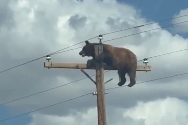 Urso morre após subir em poste de energia e ser eletrocutado nos EUA