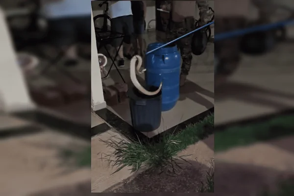 Cascavel é resgatada dentro de casa em condomínio de Sobradinho