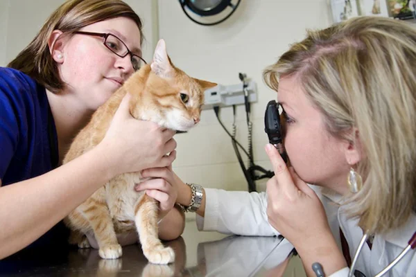 Nove perguntas que devem ser feitas na 1ª consulta veterinária