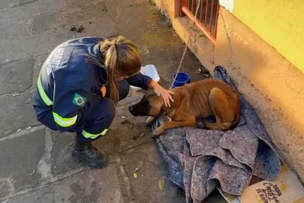Voluntário do GRAD realizando os primeiros cuidados em cão resgatado animais - Metrópoles
