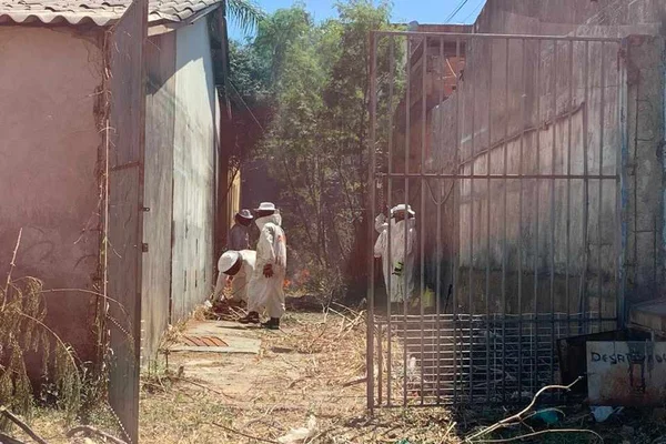Ataque de abelhas deixa duas pessoas feridas em oficina do DF