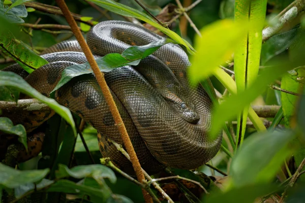 Sucuri-verde - Eunectes murinus, também conhecida como sucuri-gigante, sucuri-comum, jiboia-d'água-comum ou sucuri, a cobra mais pesada conhecida, encontrada na América do Sul. Metrópoles
