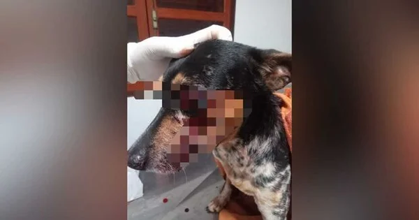Cão foi ferido