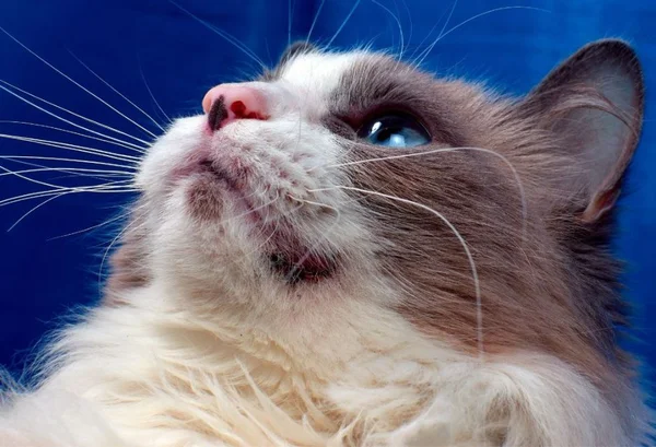 Gato de duas cores com olhos azuis - metrópoles