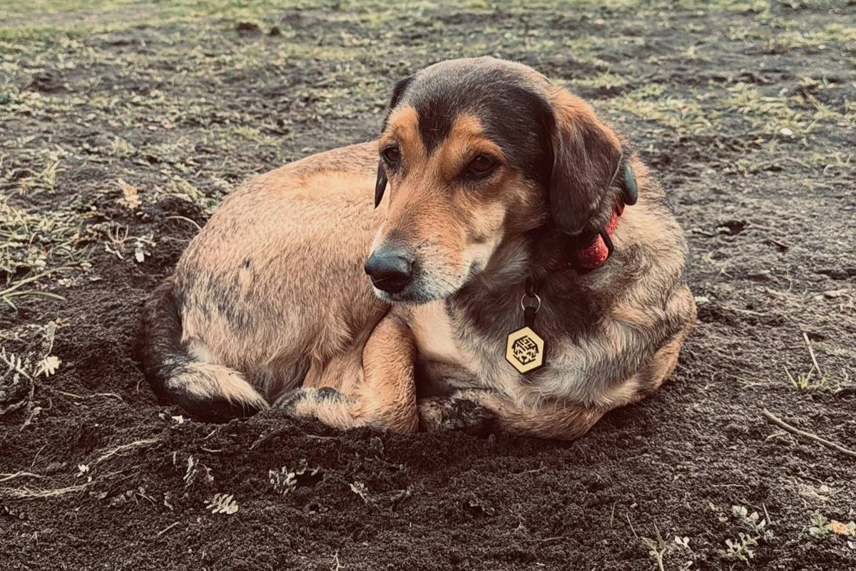 Cachorro Poze, morto em viagem com tutores para a Argentina Cachorro Poze, morto em viagem com tutores para a Argentina