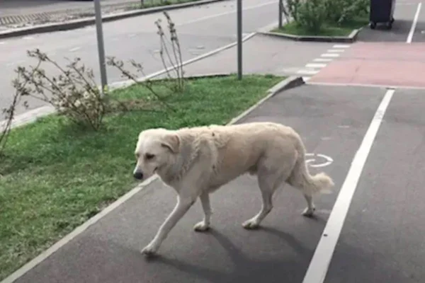 Cadela emociona ao encontrar cobertor de tutora em parque; confira