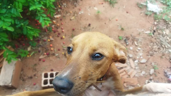Imagem de cachorra, de cor marrom claro, em meio a terreno com mato, embalagens plásticas e entulho - Metrópoles