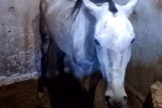 Nove animais morreram no haras Dia de Sol, na zona rural de Guarulhos 
