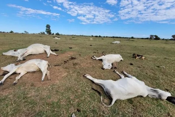 Foto colorida de gado morto de frio no Mato Grosso do Sul - Metrópoles