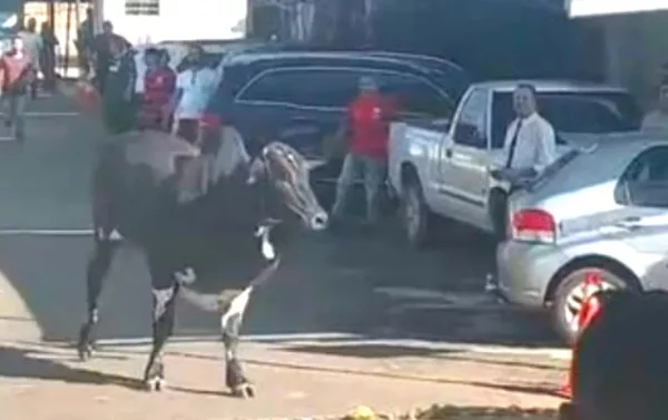 Boi se solta de tratador, assusta visitantes e causa correria na Pecuária de Goiânia, em Goiás
