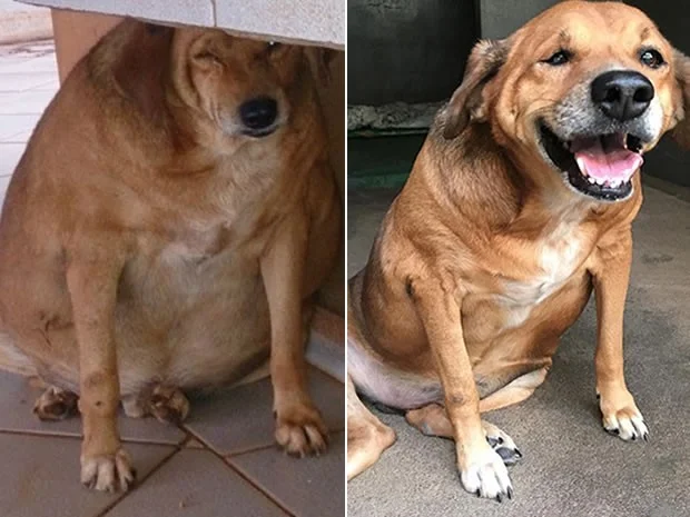 Bolinha foi abandonado em um restaurante em Mato Grosso do Sul. Logo, começou a ser alimentado por todos que passavam pelo local. Após ser resgatado e adotado, ele fez uma dieta e exercícios acompanhado por vários profissionais Bolinha foi abandonado em um restaurante em Mato Grosso do Sul. Logo, começou a ser alimentado por todos que passavam pelo local. Após ser resgatado e adotado, ele fez uma dieta e exercícios acompanhado por vários profissionais