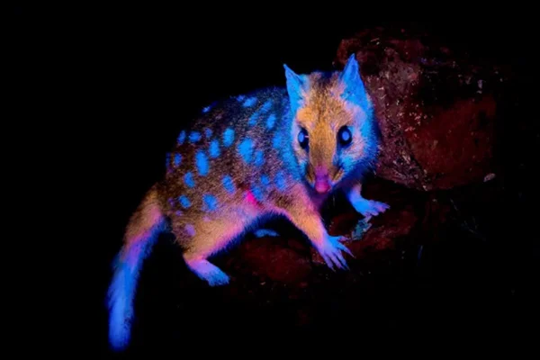 Imagem colorida, Marsupial - Metrópoles