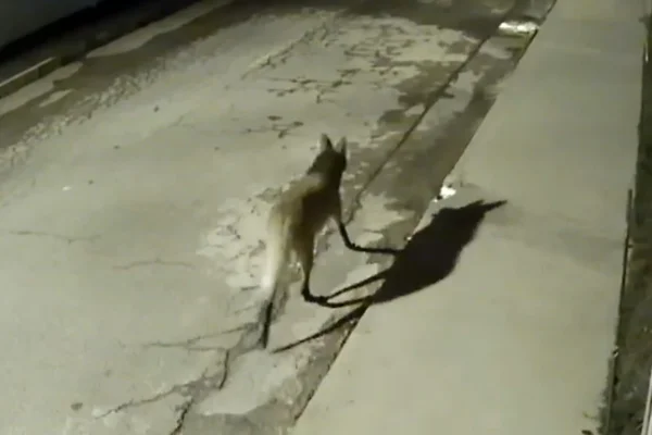 Vídeo: lobo-guará faz passeio por rua do Lago Sul durante madrugada