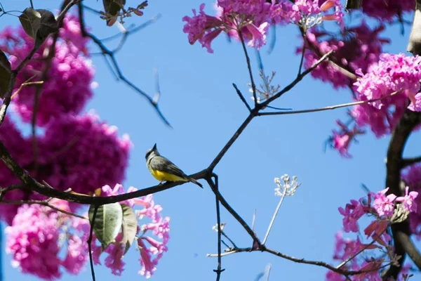 Florada de ipês-roxos começa a colorir as ruas do Distrito Federal