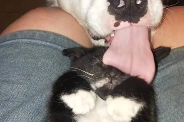 Iti! Gatinho ganha lambida de cachorro e sua reação é hilária