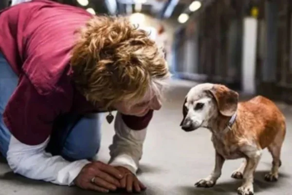 Muñeca é uma cachorra dachshund de 18 anos que, ao fim da vida, em lugar de encontrar aposentadoria e o descanso merecido, foi entregue a um abrigo