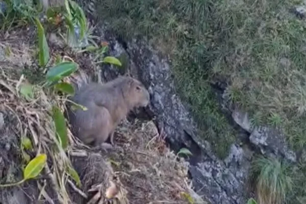 Imagem colorida, capivara em apuros após cair em penhasco - Metrópoles
