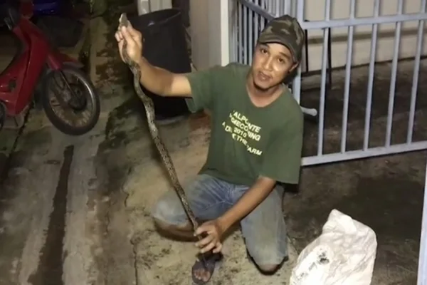 Cobra pica jovem que usava banheiro: “Espero que meu pênis se recupere”