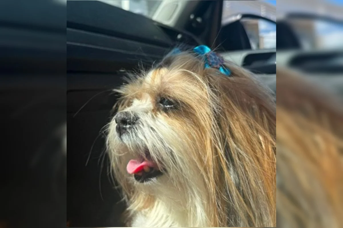 PCDF Investiga Morte de Shih-tzu Encontrada Enterrada em Planaltina