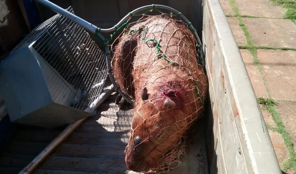 PM resgata capivara em frente a supermercado na Asa Norte