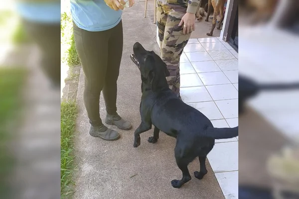 Vídeo: após 4 dias sumida, mascote da PM Ambiental é encontrada