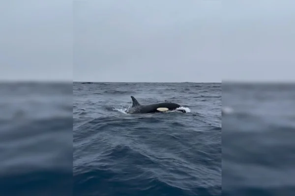 Imagem colorida de orca