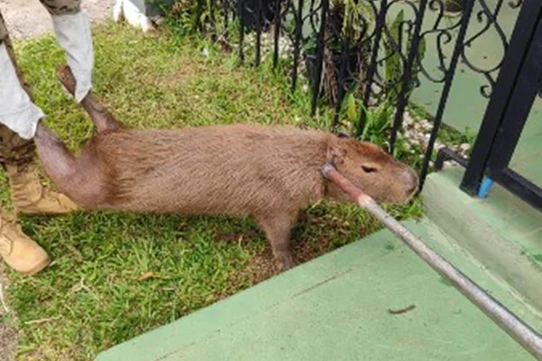 Capivara - Metrópoles