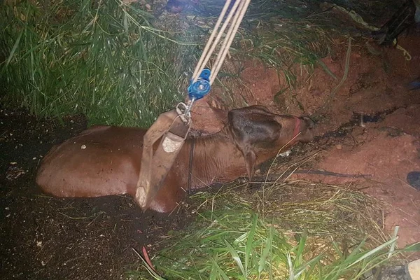 A vaca foi para o brejo. Mas os bombeiros do DF a salvaram. Veja vídeo