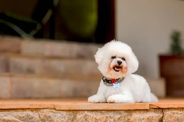 Estudo revela que cães que brincam pouco se tornam agressivos