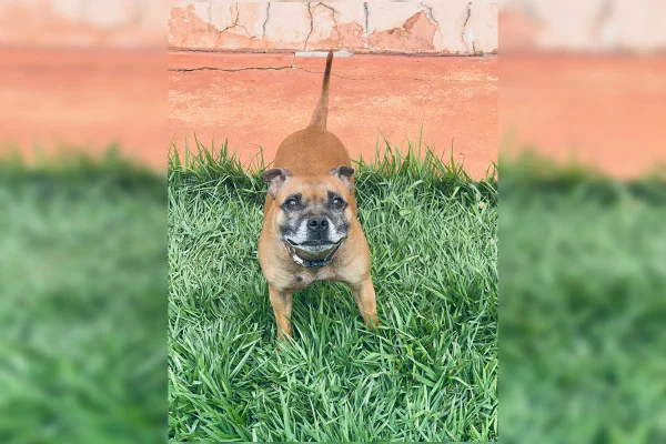 Cachorro - Metrópoles