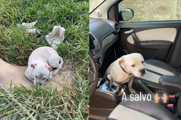 Montagem de duas imagens coloridas do pitbull abadonado, e depois resgatado dentro do carro