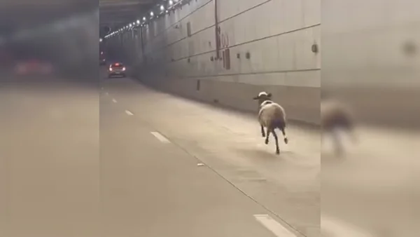 Ovelha no meio de uma via - Metrópoles