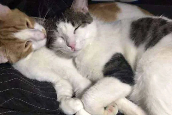 gatos dormindo
