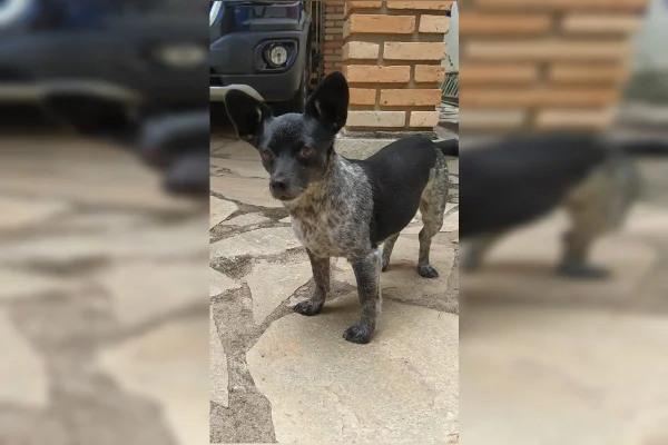 Cachorra - Metrópoles