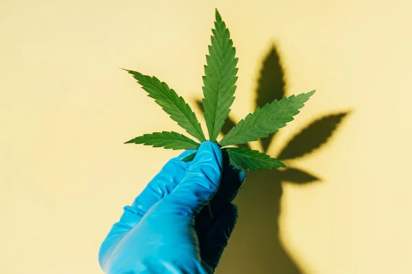Foto colorida de mão enluvada segurando folha de cannabis fresca contra fundo amarelo - Metrópoles