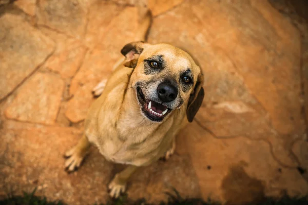 Pets fazem tão bem à saúde quanto amigos e família, aponta estudo