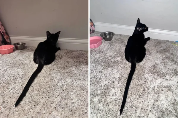 Gato Xur com calda longa se alimentando