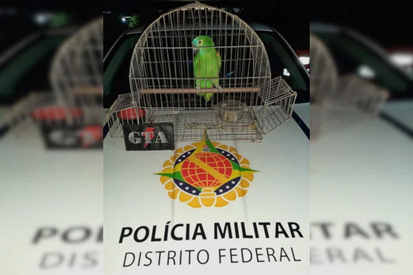 Papagaio em cima de carro da polícia.