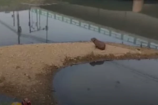 Imagem colorida de capivara com pneu no pescoço - Metrópoles