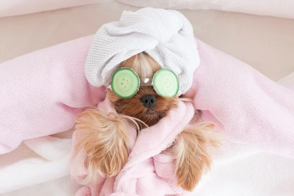 Na imagem colorida, um cachorro usa máscaras no olho de pepino - Metrópoles