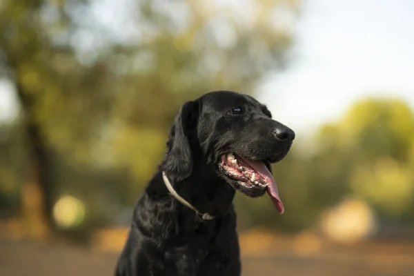 Além de labrador e husky: veja as 10 raças de cães mais enérgicas