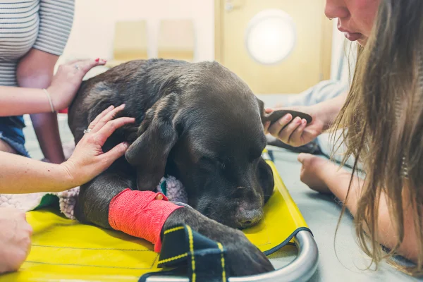 Família em volta de um cachorro em seus últimos momentos