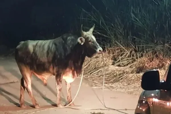 Farra do boi: animal solto em rua é resgatado pela PM Ambiental em SC