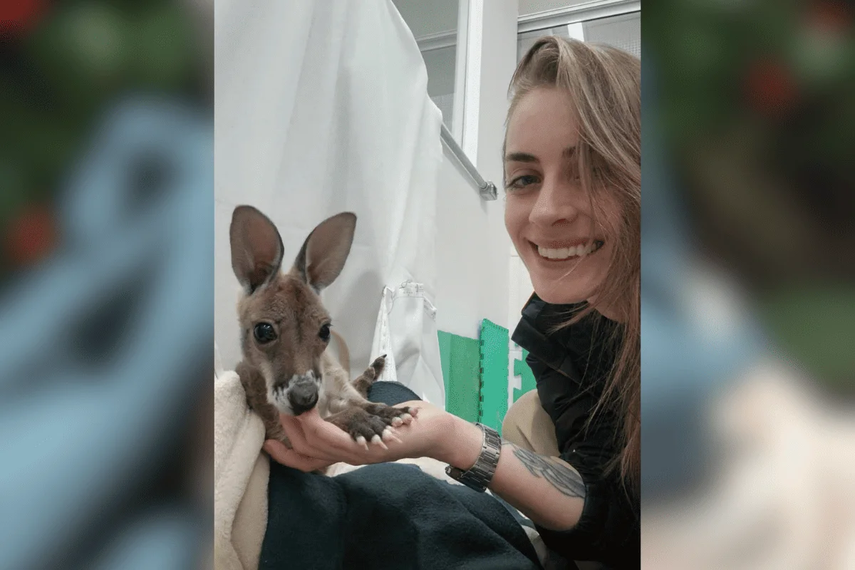 Rejeitada pela mãe, filhote de canguru é adotada por bióloga em SP Rejeitada pela mãe, filhote de canguru é adotada por bióloga em SP