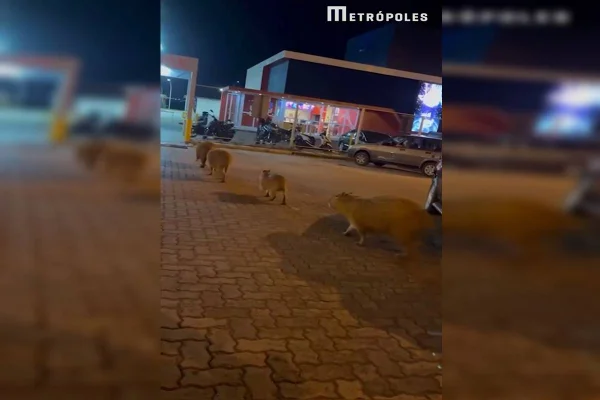 Família de capivara caminha em estacionamento no DF - Metrópoles
