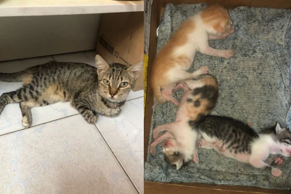 Montagem de duas imagens coloridas de gata co, filhotes