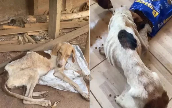 goias cachorros maus-tratos