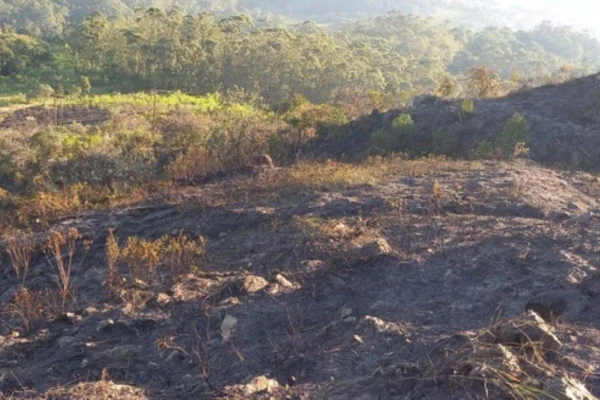 imagem colorida mostra área de vegetação queimada após incêndio no jaraguá - metrópoles